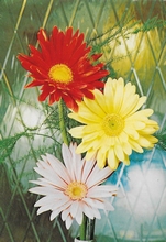 Blumen  14,5 x 10,5 cm