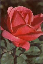 Bloemen  14,5 x 10 cm