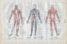 Orgineel blad uit Larouse - Homme gekleurd 28 x 18 cm