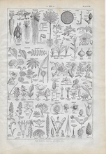 Orgineel blad uit Larouse - Plante 28 x 18 cm